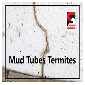 mud Tube termites- sadguru pest control.png